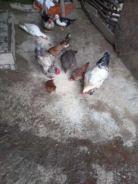 Vând gâini Brahms și rate mai multe rase