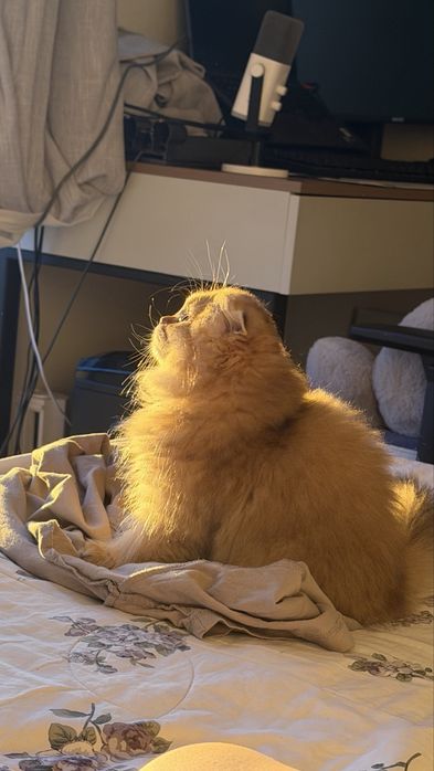 Котенок Золотой Шиншиллы