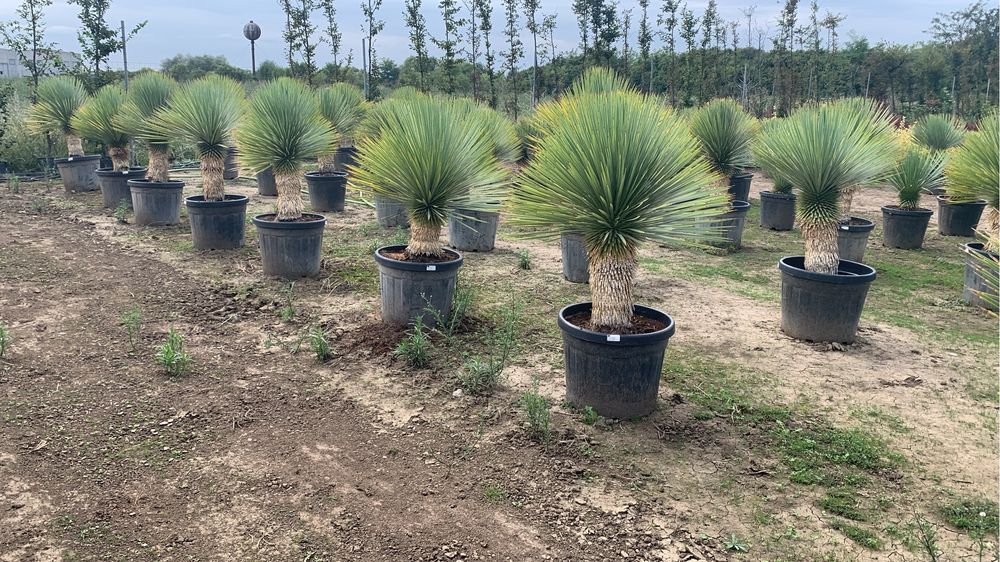Yucca Rostrata 30-40cm de trunchi