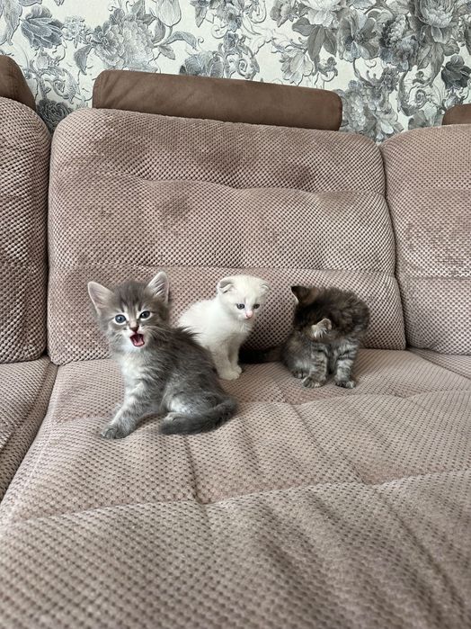 Котята в добрые руки