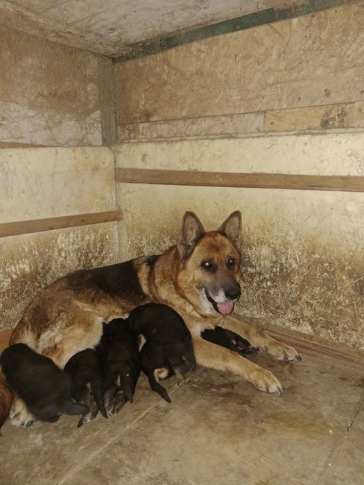 Щенки немецкой овчарки