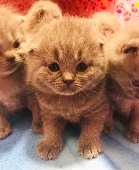Шотландские котята