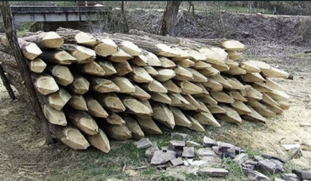 Pari de gard ascuțiți  salcâm