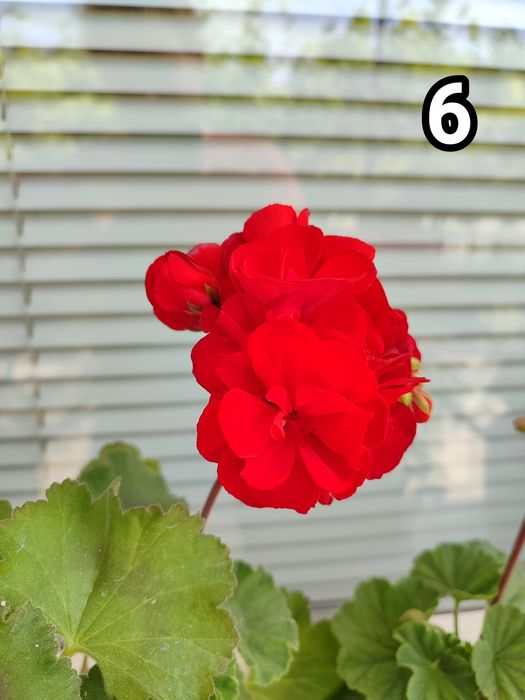 Мушкати, цветя за дома и градината.