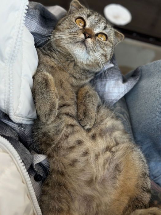 Отдам вислоухую шотладку