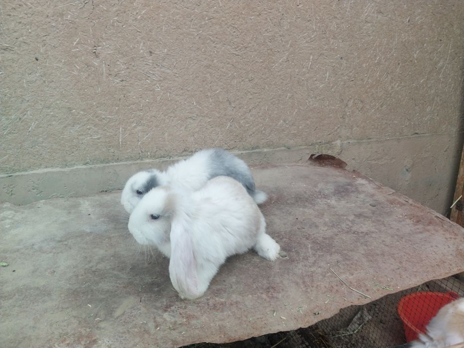 Fransuzkiy vesavoy baran bolalari