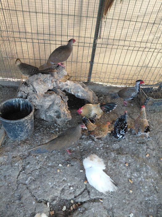 Vând fazani argintii