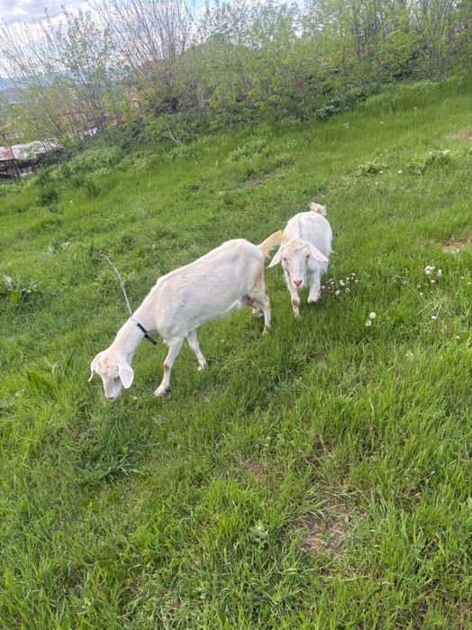 Продавам 2 броя дойни кози