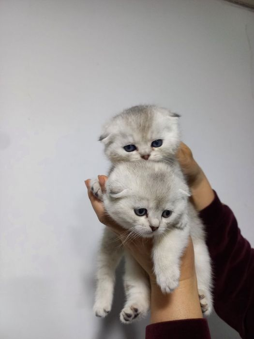 Продаются котята