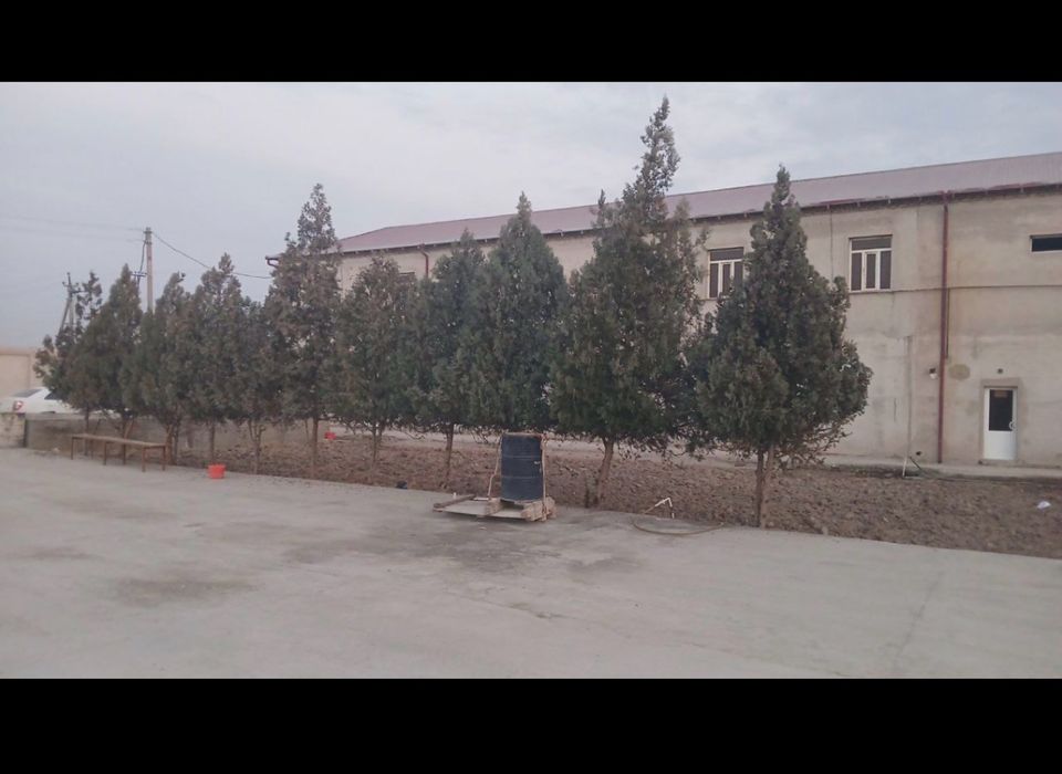 Арча дарахт сотилади