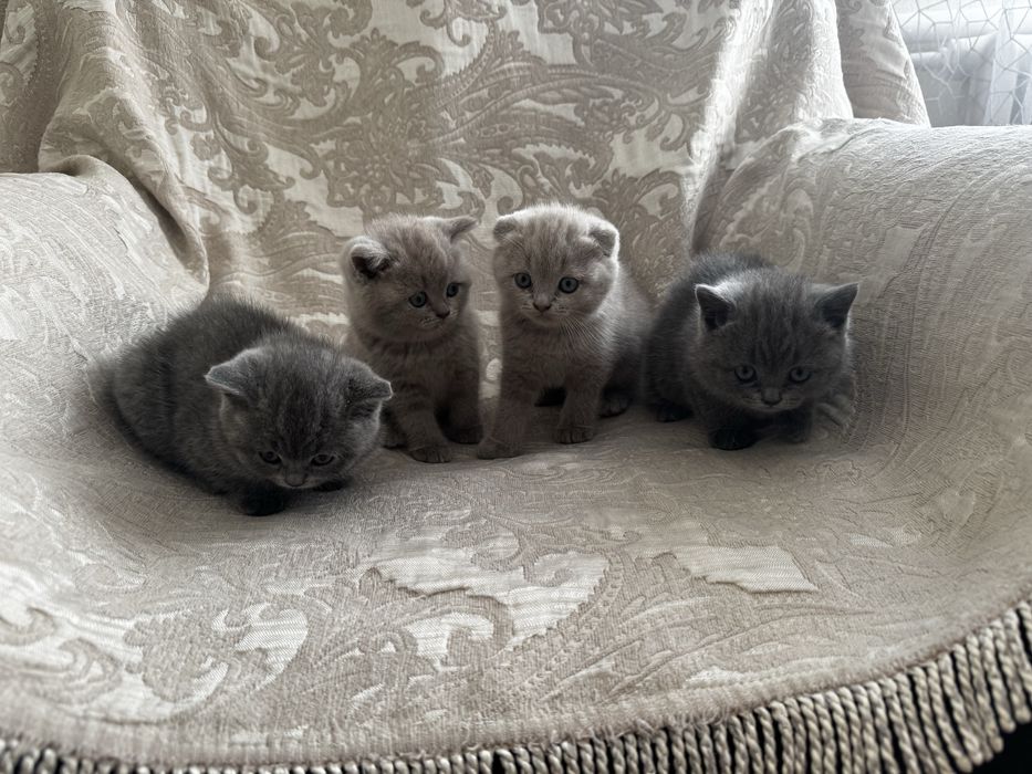 Кошка    шотландцы