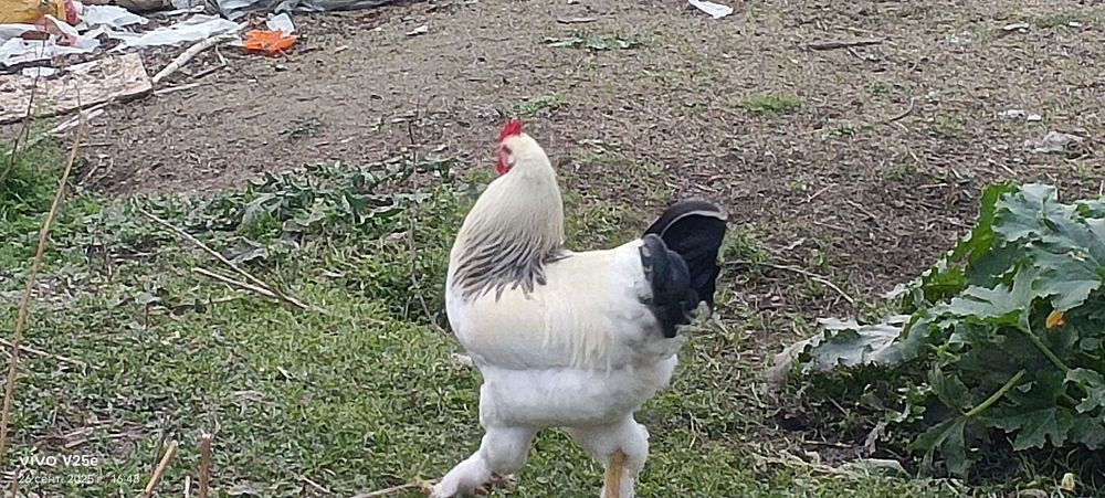 Петух породы  брама