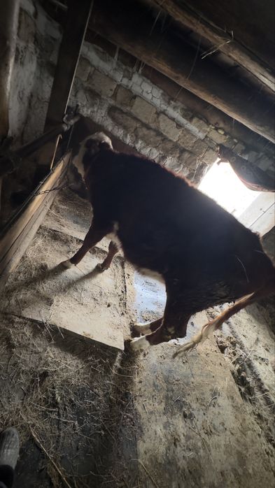 Құнажын сатылады семіз