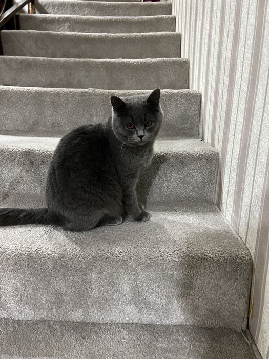 Продается кошка Скотиш Страйт