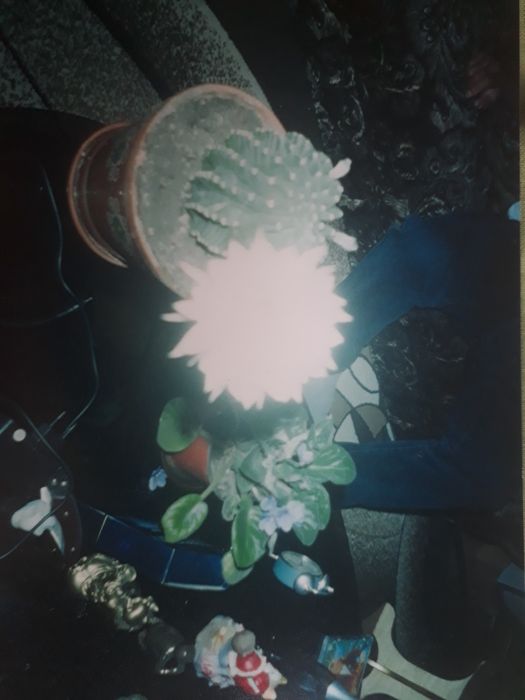 Кактус родом из СССР