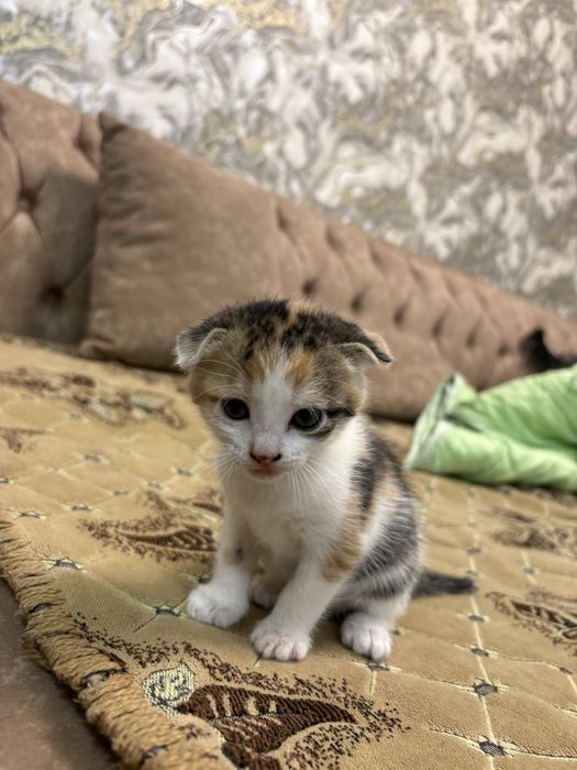 Отдам котенка девочку трехцветную
