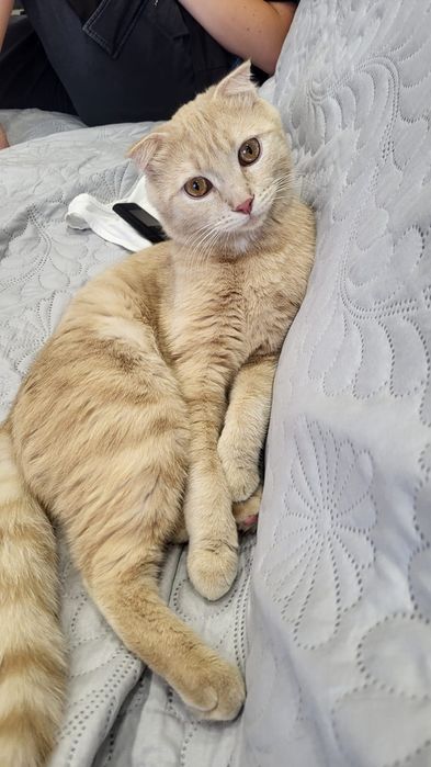 Отдам кота в добрые руки