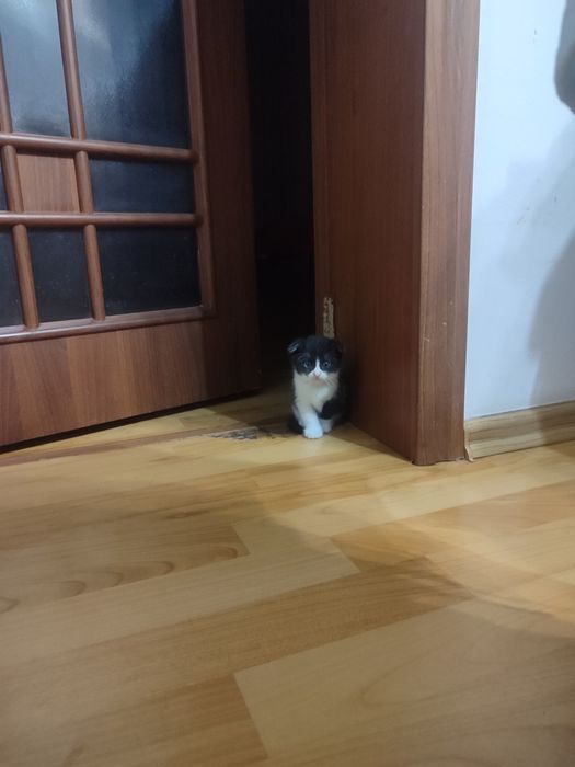 Продам котят вислоухих