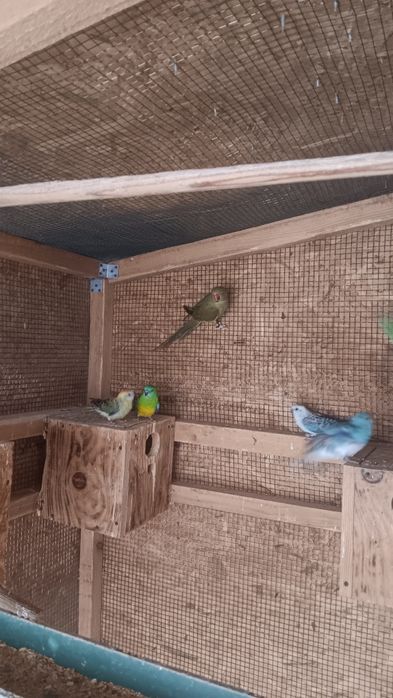 Femela micul alexandru