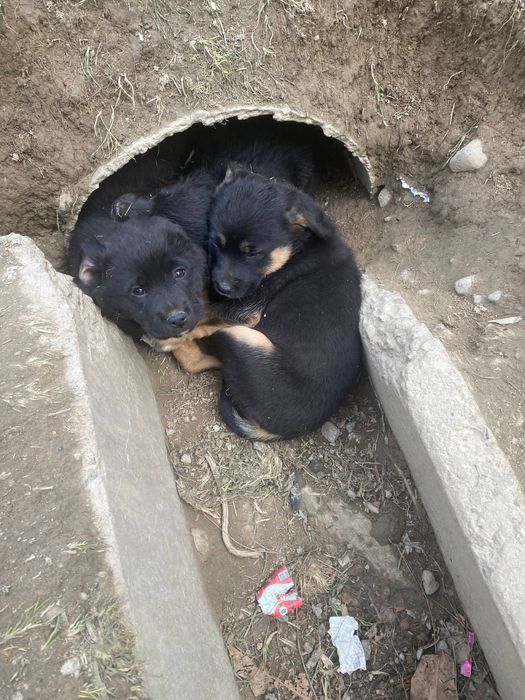 Щенки в самые ответственные руки!