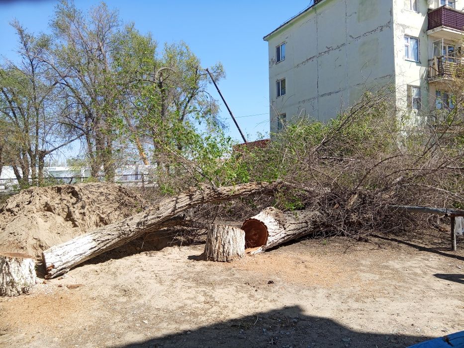 Дрова отдам бесплатно