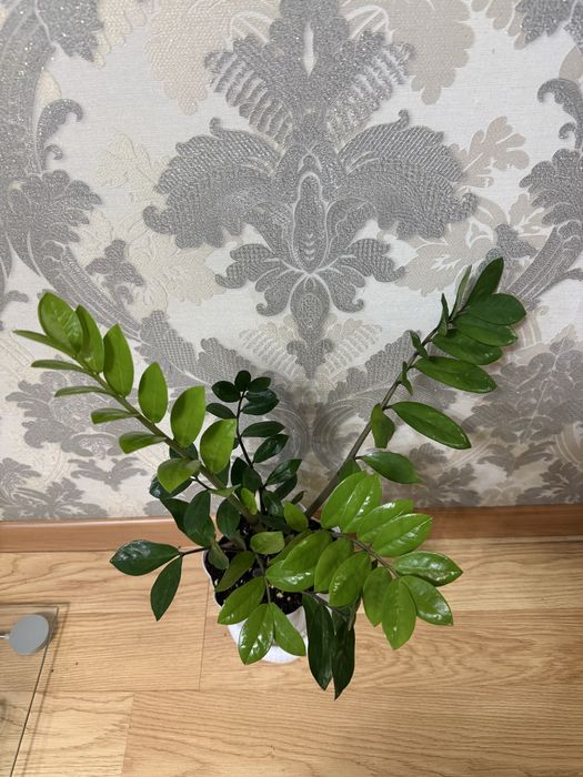 Замиокулькас Долларовое дерево