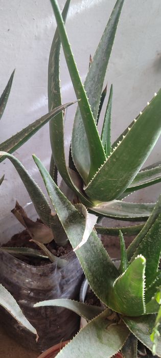 Алоэ гуллари сотилади.30 Минг сумдан 200  Минг сумгача