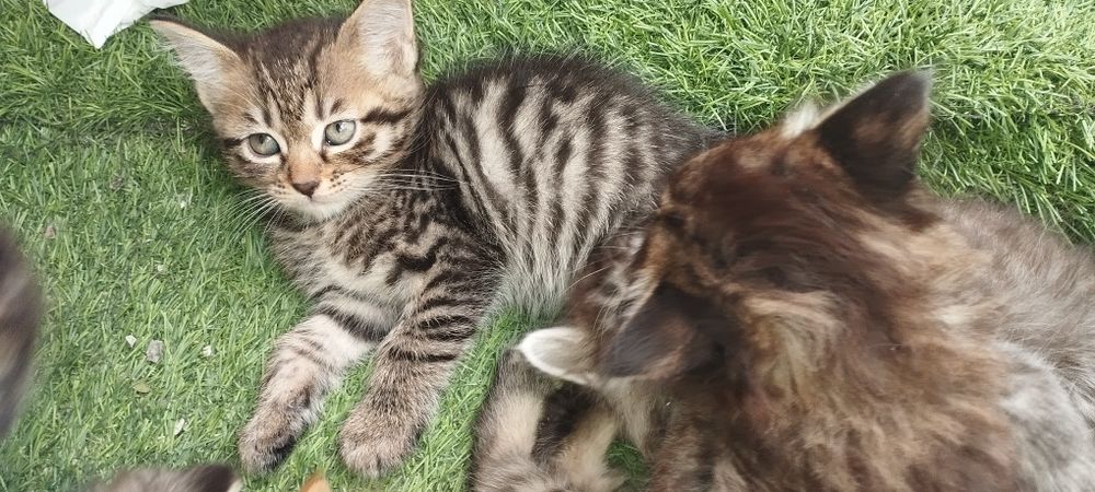 Котёнок девочка и мальчик