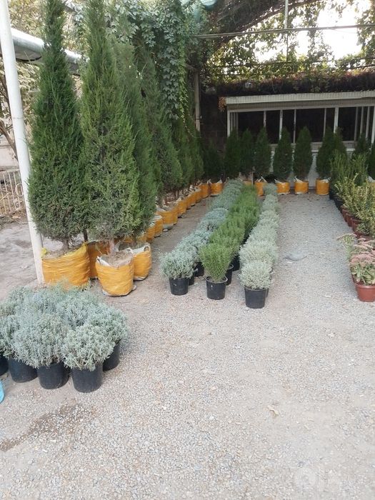Archa koʻchatlar harhl turdagi koʻchatlar bor aloqaga chiqishlari mumk