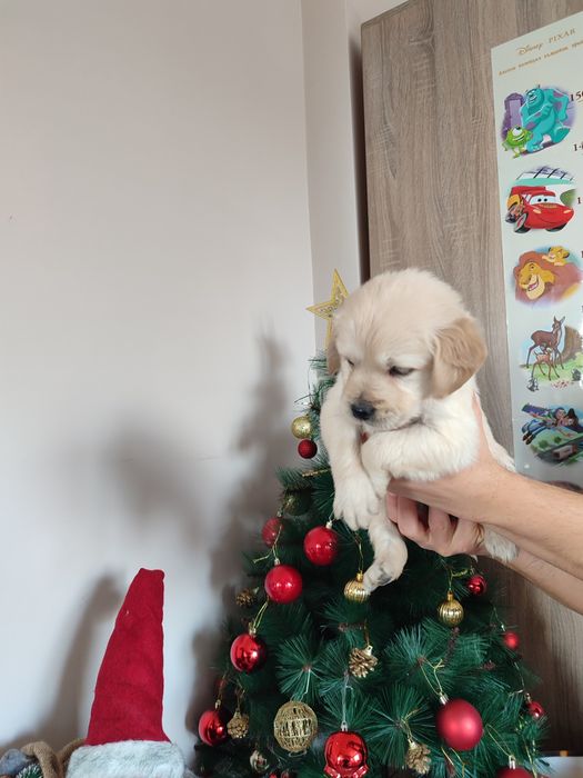 Голдън  ретривър