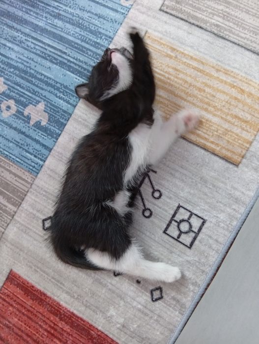 Котята отдам в добрые руки