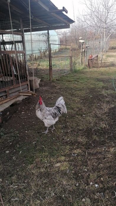 Cocos australorp