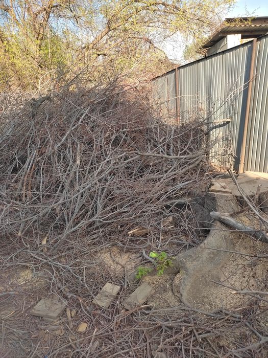 Дрова бесплатно сухие