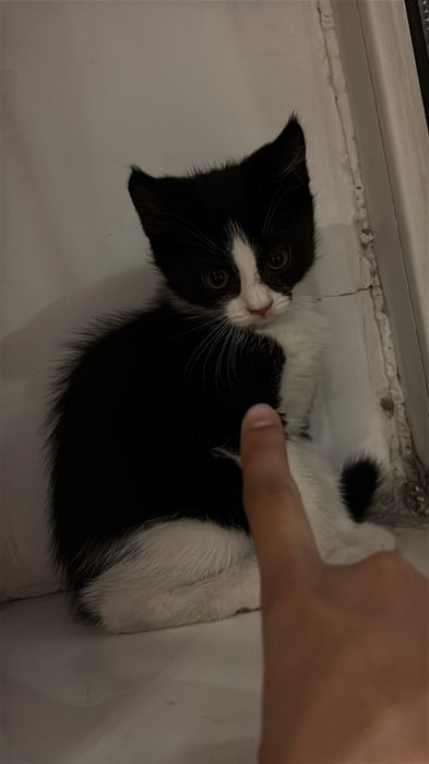 Домашний котенок