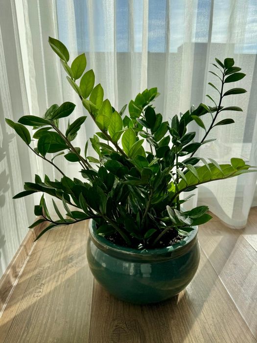 Zamioculcas ghiveci ceramic