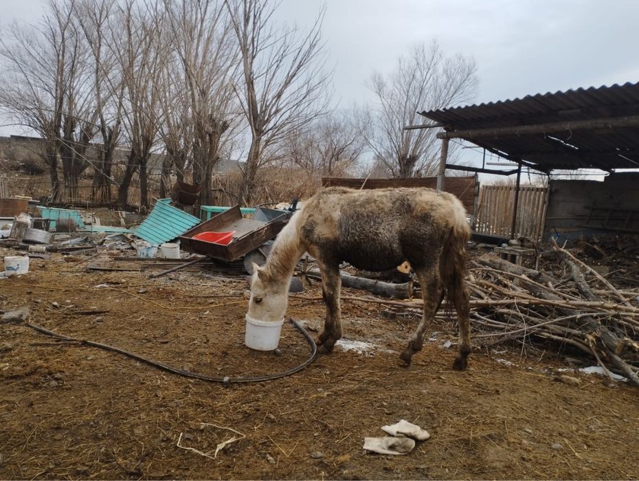 Еркек байлау тай сатылады