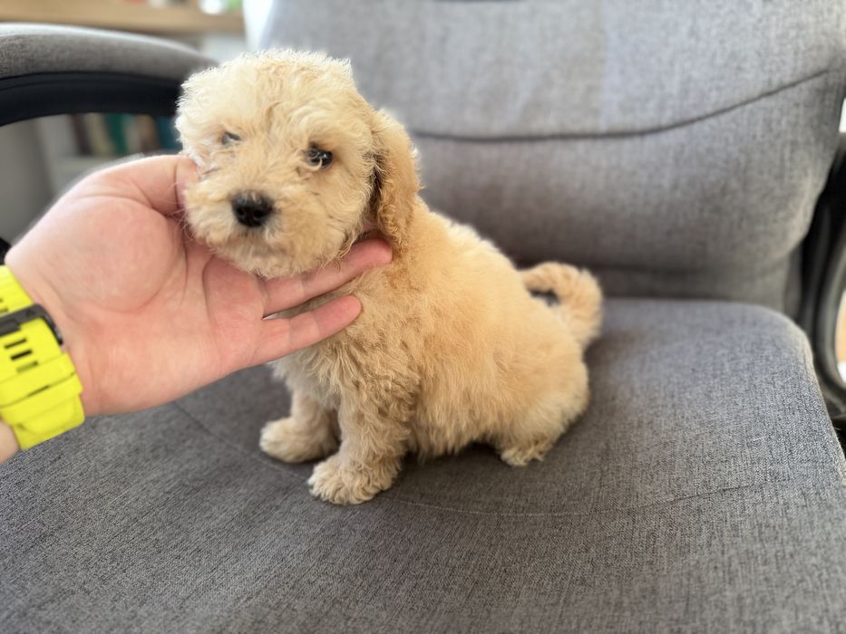 Мини пудели актулано от 13.1.2026