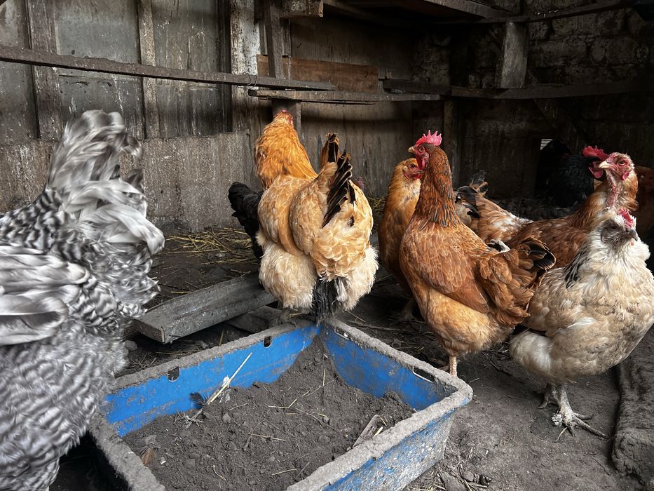 Домашние куры несушки