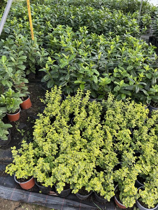 Laur englezesc, Photinia, Lonicera, Euonymus