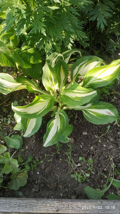 Саженцы цветов Хоста