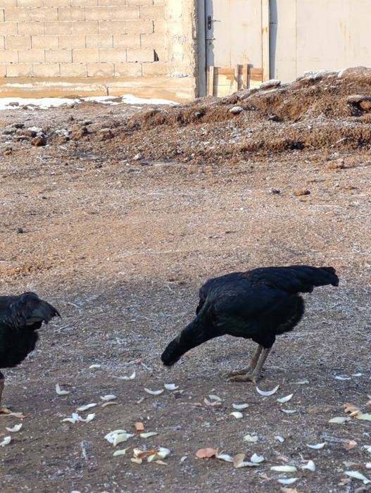 Бойцовые куры 10000тг за шт