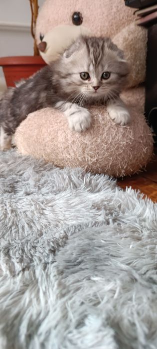 Котята шотландцы