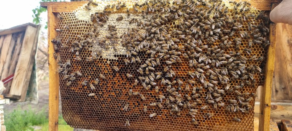 Asalari oilasi sotiladi