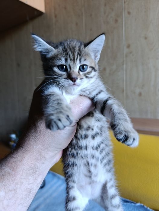 Котята месячные (22 марта)