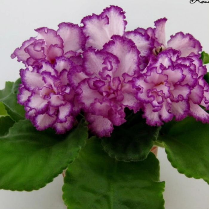 Комнатные цветы на подарок