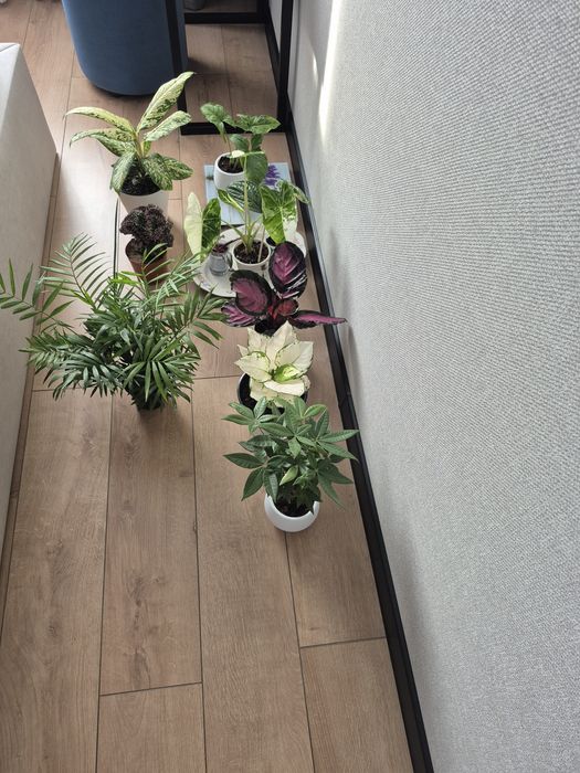 Продам комнатные растения