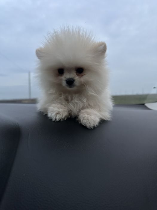 Pomeraniam mini toy