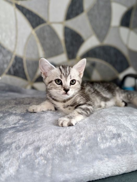 Котята Актобе скоттиш фолд