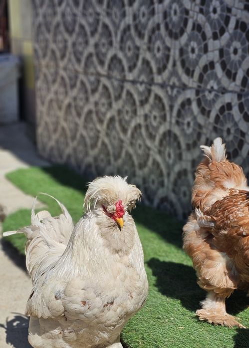 Vând  găini motate păsări