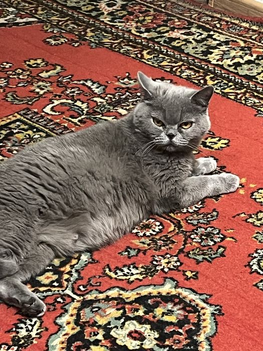 Британцы котята